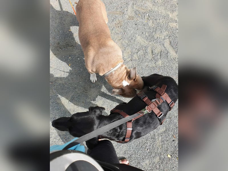 Liebevolles Zuhause für Nala gesucht