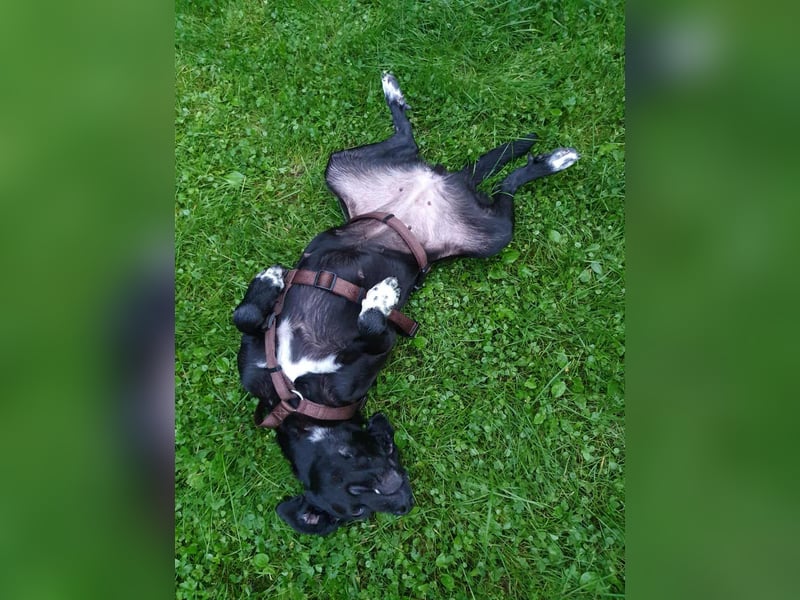 Liebevolles Zuhause für Nala gesucht