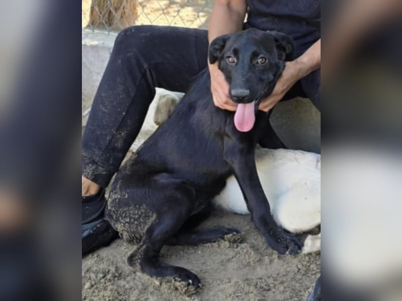 August - Wird sie als schwarzer Hund eine Chance bei dir haben???