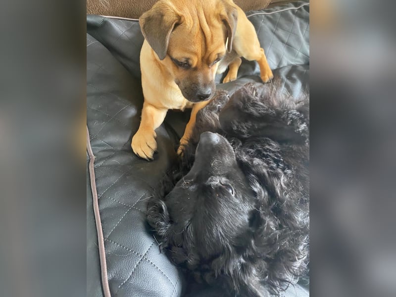 Missy ❤️Pflegefamilie 51143 Köln