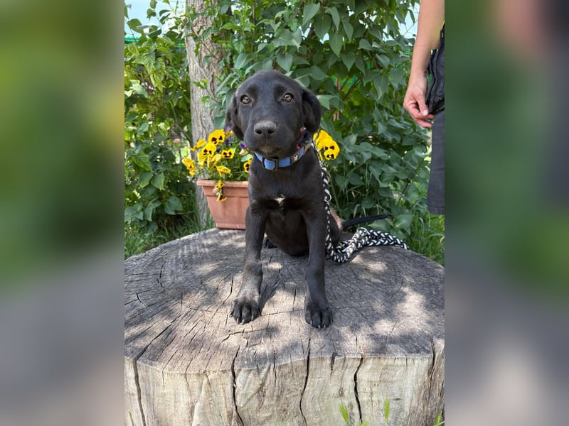 August - Wird sie als schwarzer Hund eine Chance bei dir haben???