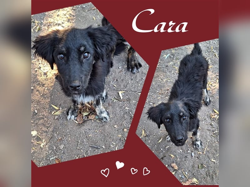 Hier komme ich! Cara!