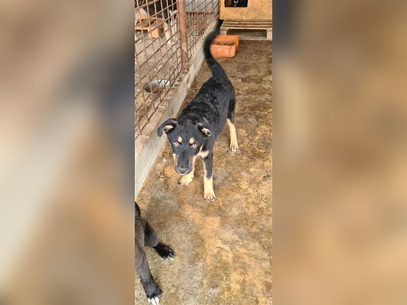 KÝRA Welpenmädchen wartet auf ihre zuhause