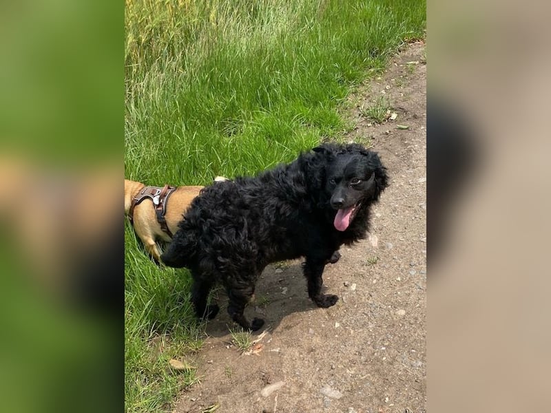 Missy ❤️Pflegefamilie 51143 Köln