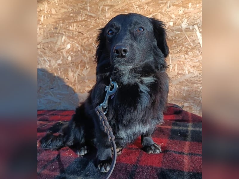 Molly Tierschutzhund sucht ein Zuhause