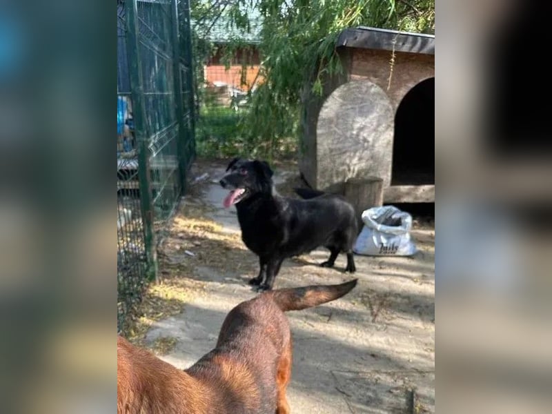 ⭐️TITA⭐️, Hündin, 9 Jahre, 42 cm, Mischling, Tierschutz