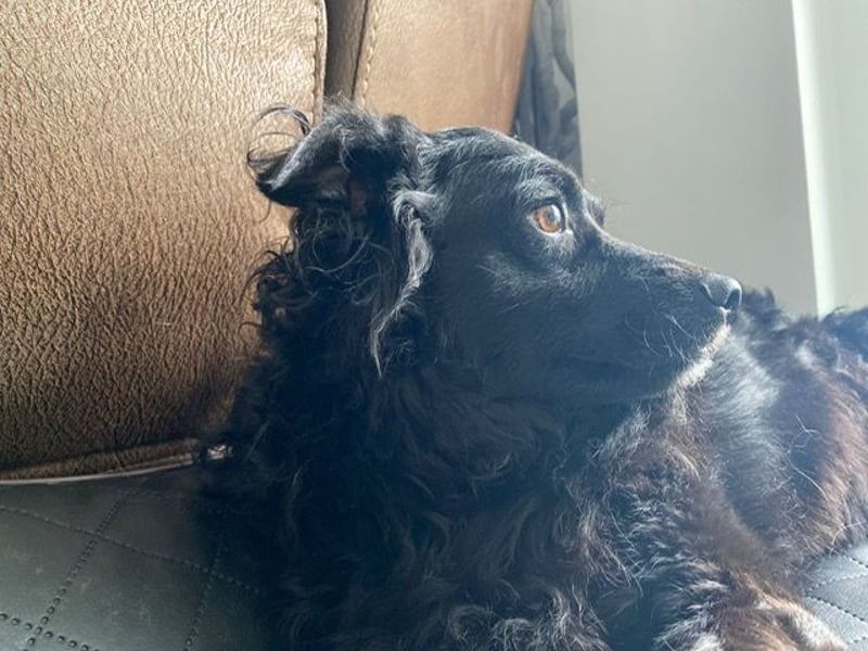Missy ❤️Pflegefamilie 51143 Köln