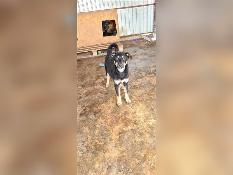 KÝRA Welpenmädchen wartet auf ihre zuhause