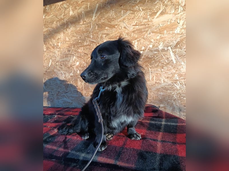 Molly Tierschutzhund sucht ein Zuhause