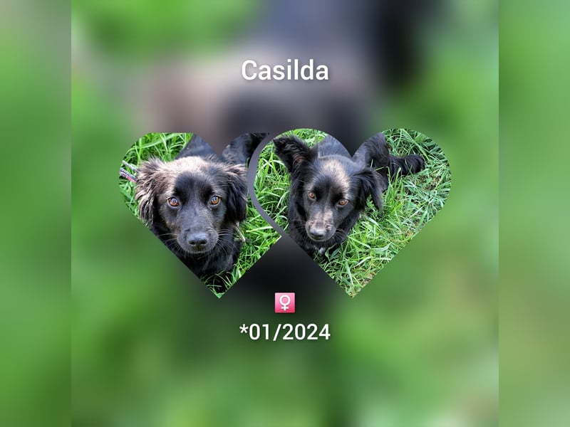 Ganze 25 cm suchen ein Zuhause, Casilda möchte Rumänien verlassen