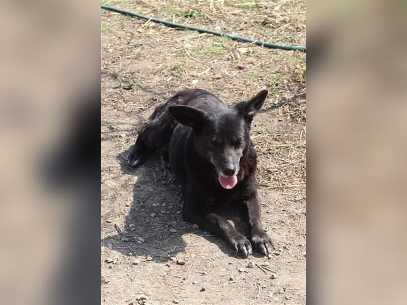 4 Jahre Tierheim in Rumänien sind genug, sie lebte schon bei einer Fam.