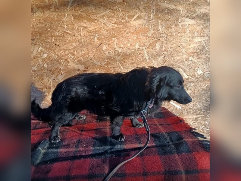 Molly Tierschutzhund sucht ein Zuhause