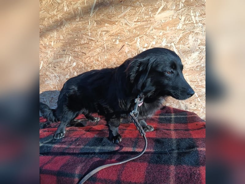 Molly Tierschutzhund sucht ein Zuhause
