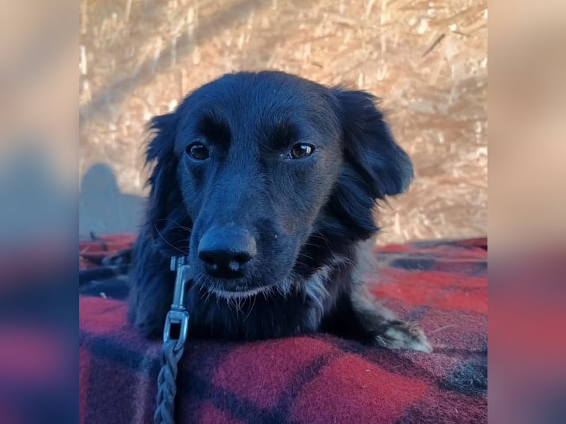 Molly Tierschutzhund sucht ein Zuhause