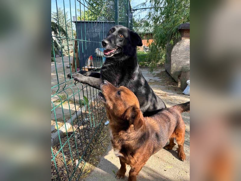 ⭐️TITA⭐️, Hündin, 9 Jahre, 42 cm, Mischling, Tierschutz