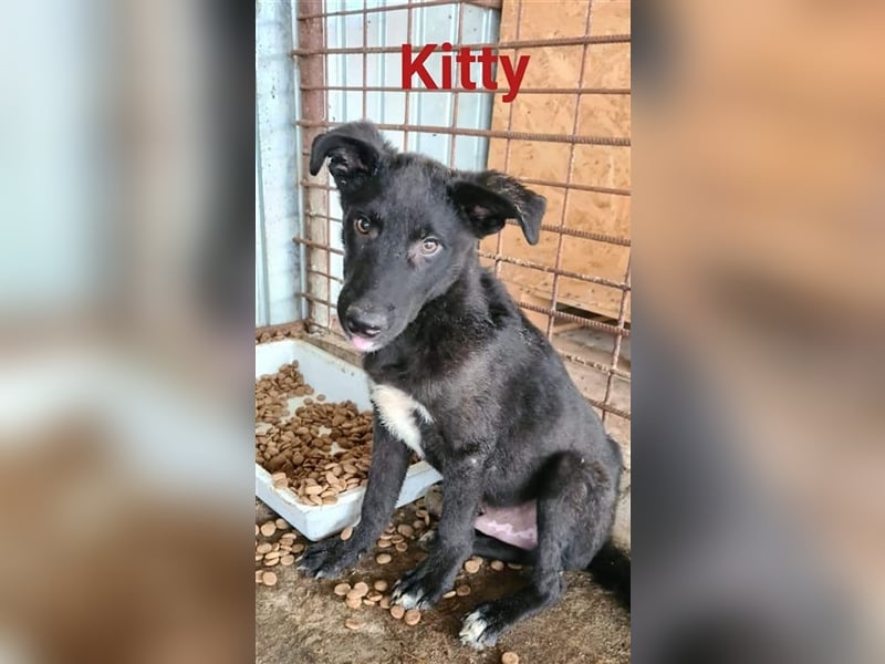 KITTY Welpemmädchen möchte in ihr zuhause