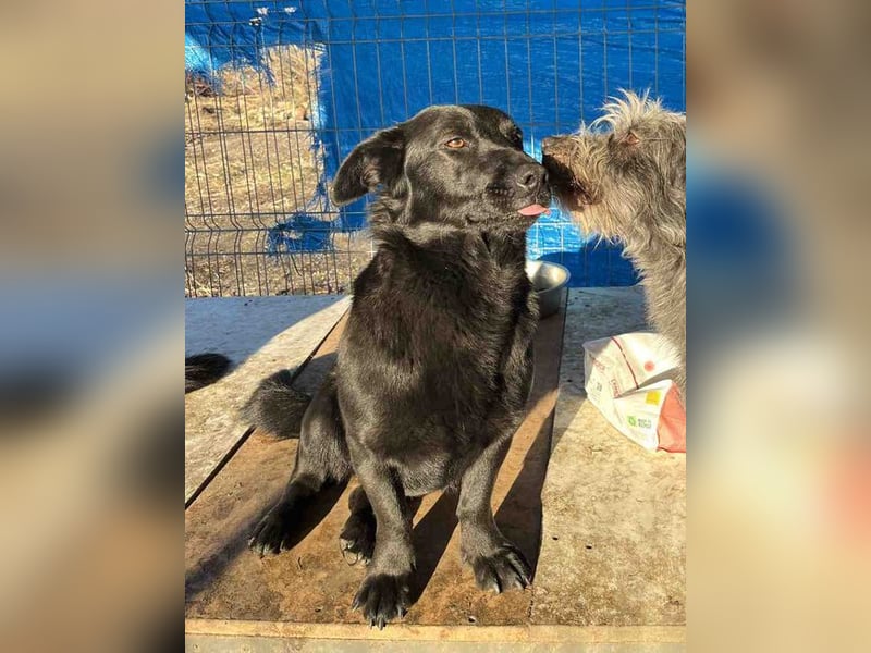 ⭐️MARIUCA⭐️, Hündin, 2 Jahre, 37 cm, Mischling, Tierschutz