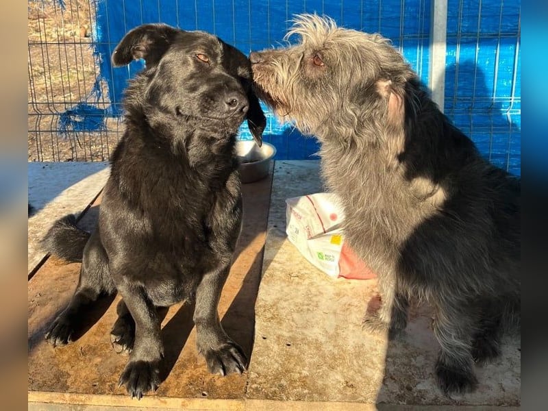 ⭐️MARIUCA⭐️, Hündin, 2 Jahre, 37 cm, Mischling, Tierschutz