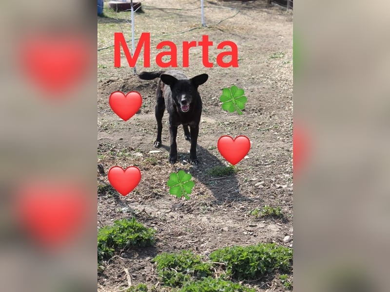 4 Jahre Tierheim in Rumänien sind genug, sie lebte schon bei einer Fam.