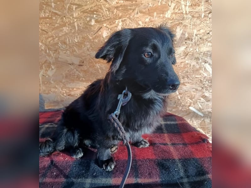 Molly Tierschutzhund sucht ein Zuhause