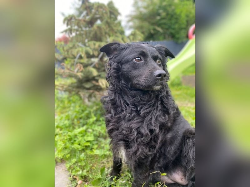 Missy ❤️Pflegefamilie 51143 Köln