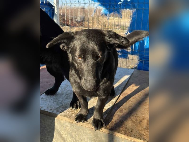 ⭐️MARIUCA⭐️, Hündin, 2 Jahre, 37 cm, Mischling, Tierschutz