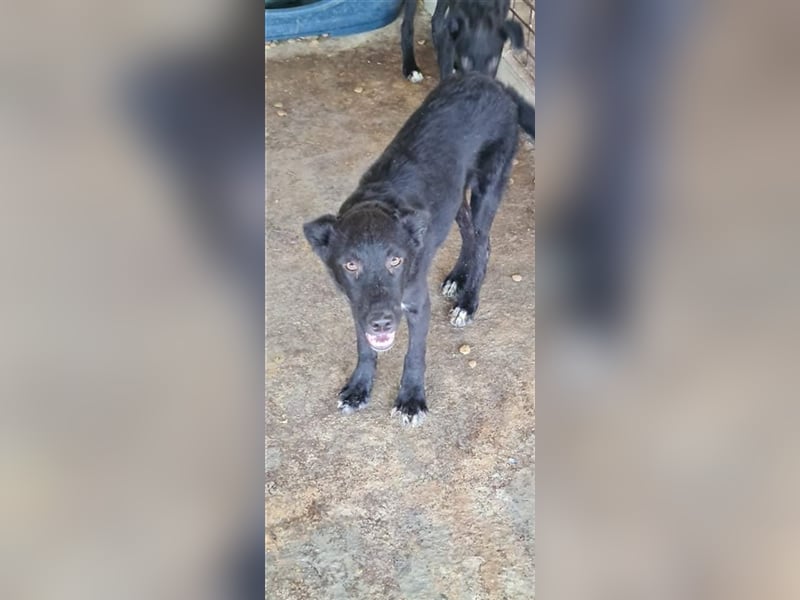 KITTY Welpemmädchen möchte in ihr zuhause
