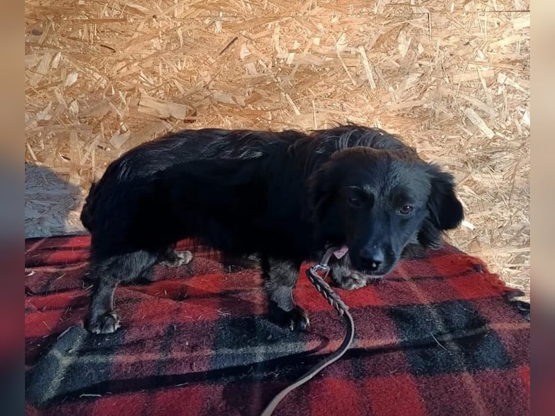 Molly Tierschutzhund sucht ein Zuhause