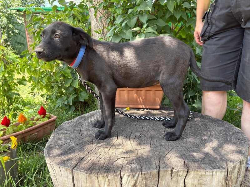 August - Wird sie als schwarzer Hund eine Chance bei dir haben???