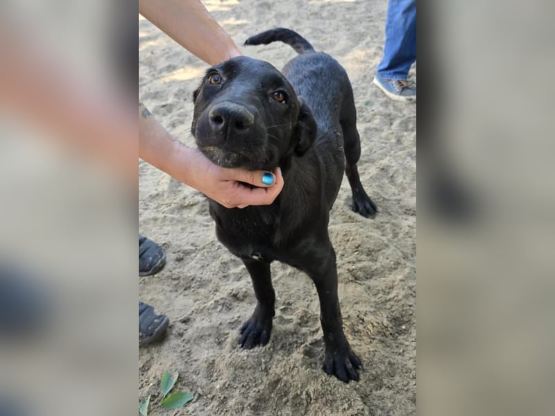 August - Wird sie als schwarzer Hund eine Chance bei dir haben???