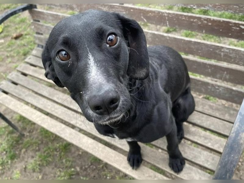 Steffi - du toller Hund warum wirst du übersehen?