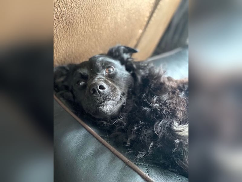 Missy ❤️Pflegefamilie 51143 Köln