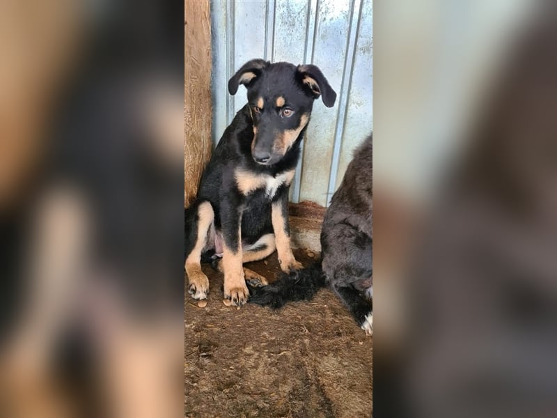 KÝRA Welpenmädchen wartet auf ihre zuhause
