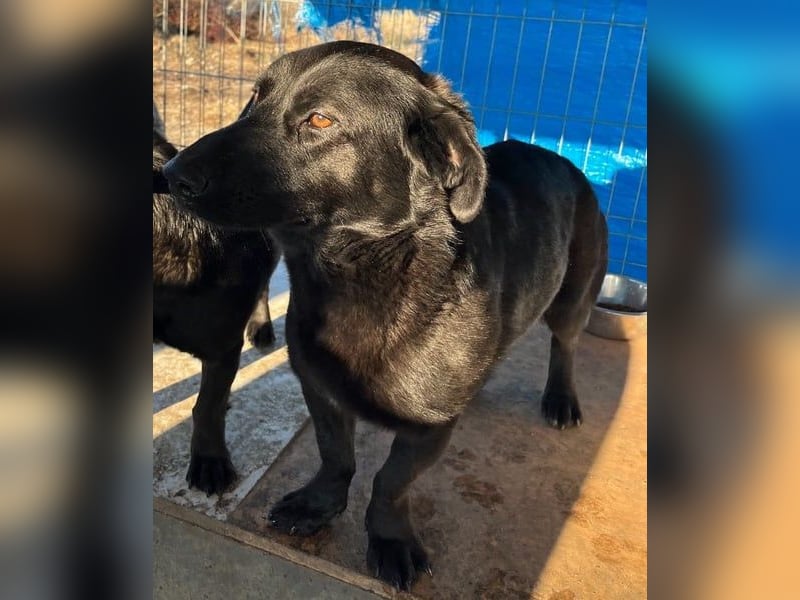 ⭐️MARIUCA⭐️, Hündin, 2 Jahre, 37 cm, Mischling, Tierschutz