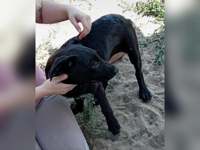 August - Wird sie als schwarzer Hund eine Chance bei dir haben???