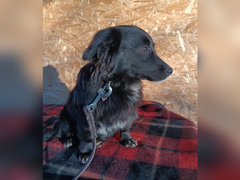 Molly Tierschutzhund sucht ein Zuhause