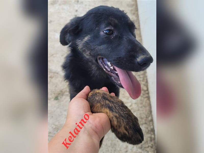 KELAINO