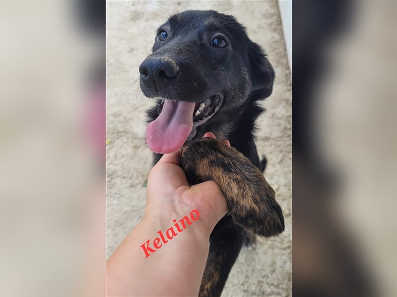 KELAINO
