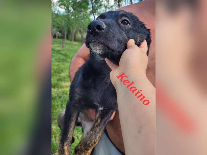 KELAINO