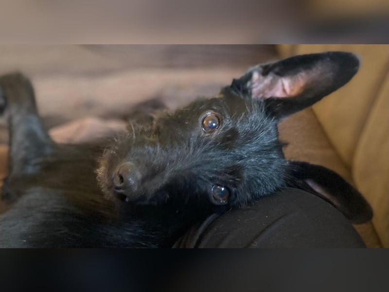 Kleine, süße Lillie sucht ihren Menschen