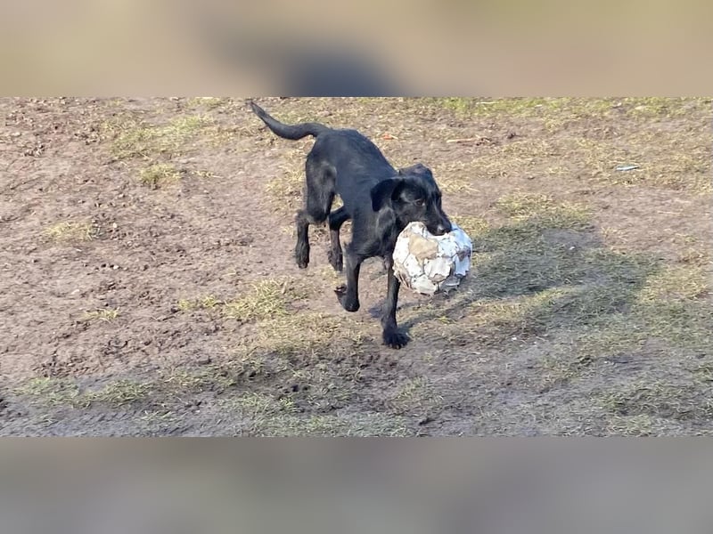 Kleine, süße Lillie sucht ihren Menschen