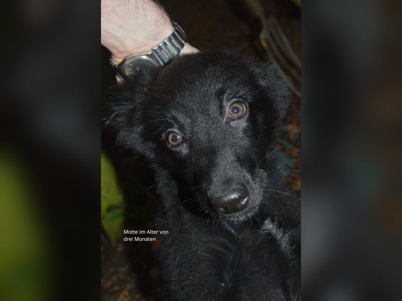 Sanfter Schäferhund-Border-Collie-Mischling "Motte"  (w); sechs Monate