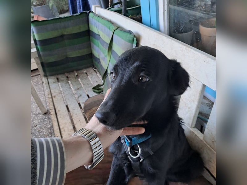 Sanfter Schäferhund-Border-Collie-Mischling "Motte"  (w); sechs Monate
