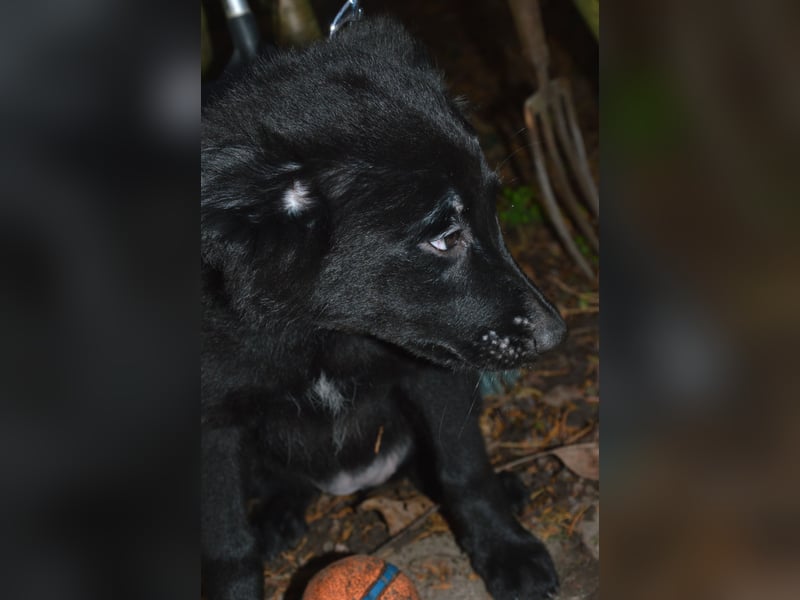 Sanfter Schäferhund-Border-Collie-Mischling "Motte"  (w); sechs Monate
