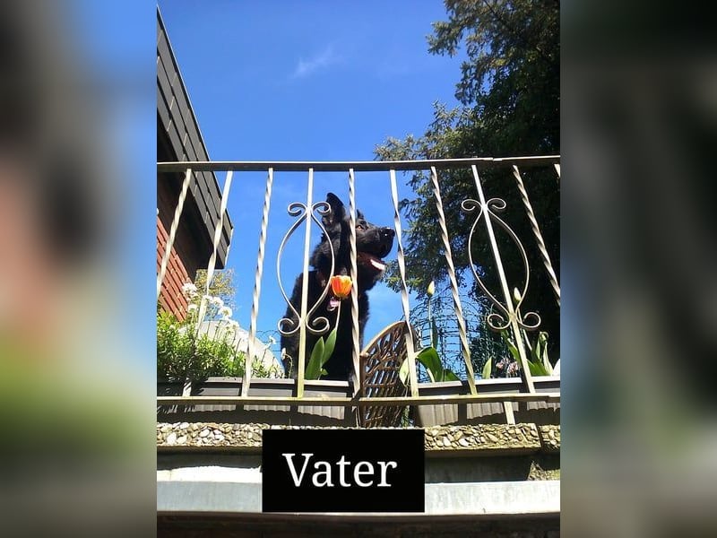 Sanfter Schäferhund-Border-Collie-Mischling "Motte"  (w); sechs Monate
