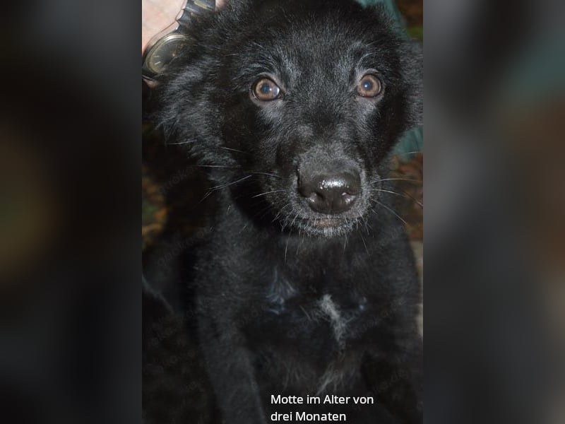 Sanfter Schäferhund-Border-Collie-Mischling "Motte"  (w); sechs Monate