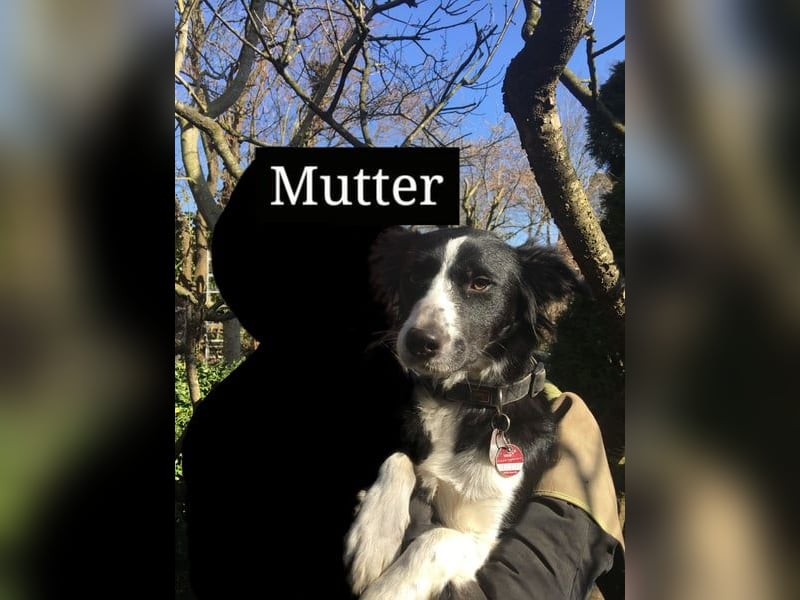 Sanfter Schäferhund-Border-Collie-Mischling "Motte"  (w); sechs Monate