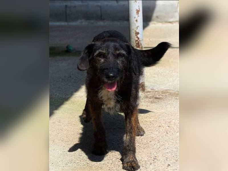 MAYA ❤  sucht Zuhause oder Pflegestelle