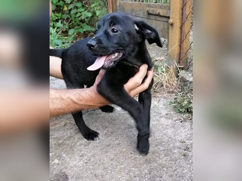 FINA ❤ sucht Zuhause oder Pflegestelle