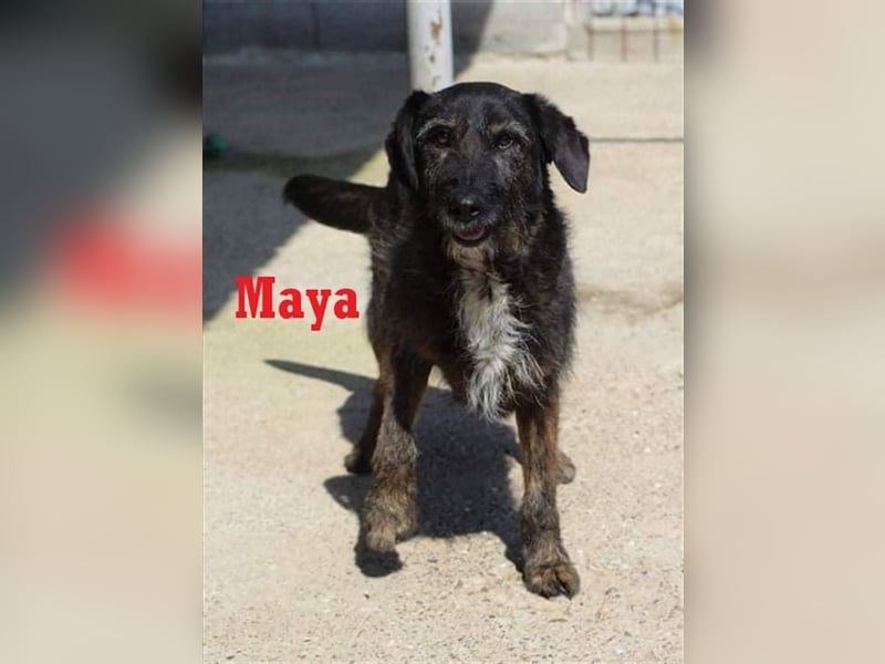 MAYA ❤  sucht Zuhause oder Pflegestelle
